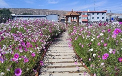 人狗胶配方大全免费天气预报